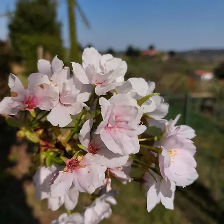 La Collina Delle Acacie