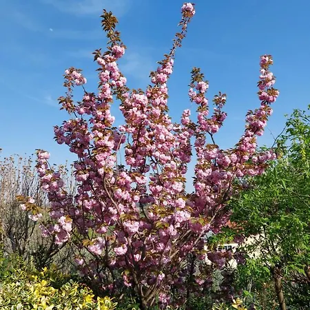La Collina Delle Acacie Frühstückspension Grumolo Pedemonte